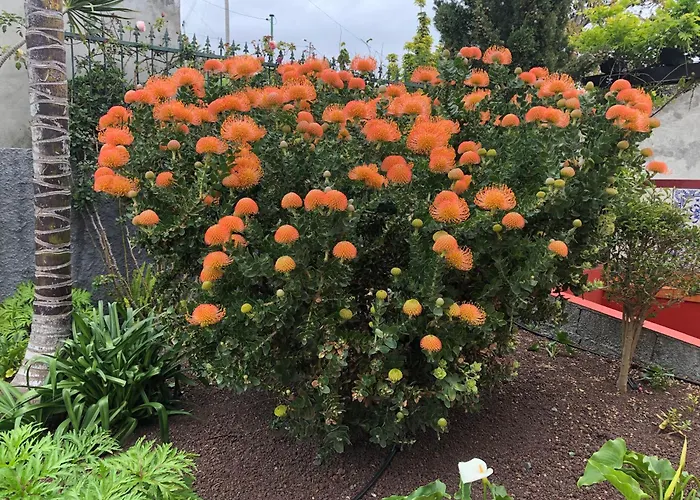 Casa Da Rainha * Calheta (Madeira)