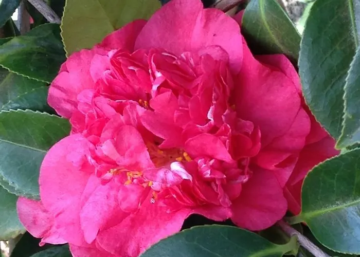 Casa Da Rainha * Calheta (Madeira)