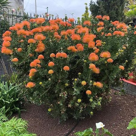 Casa Da Rainha * Calheta (Madeira)