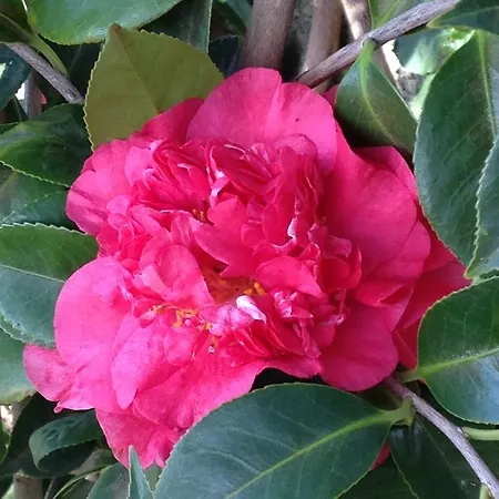 Casa Da Rainha * Calheta (Madeira)